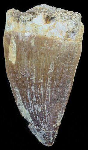 Large Mosasaur (Prognathodon) Tooth #49706
